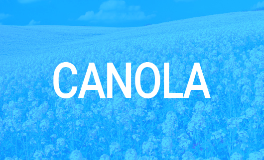 Canola